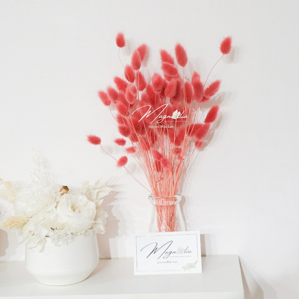 Cỏ khô decor🍁FREESHIP🍁 Hoa khô Lagurus phụ kiện trang trí chụp ảnh, tiệc cưới