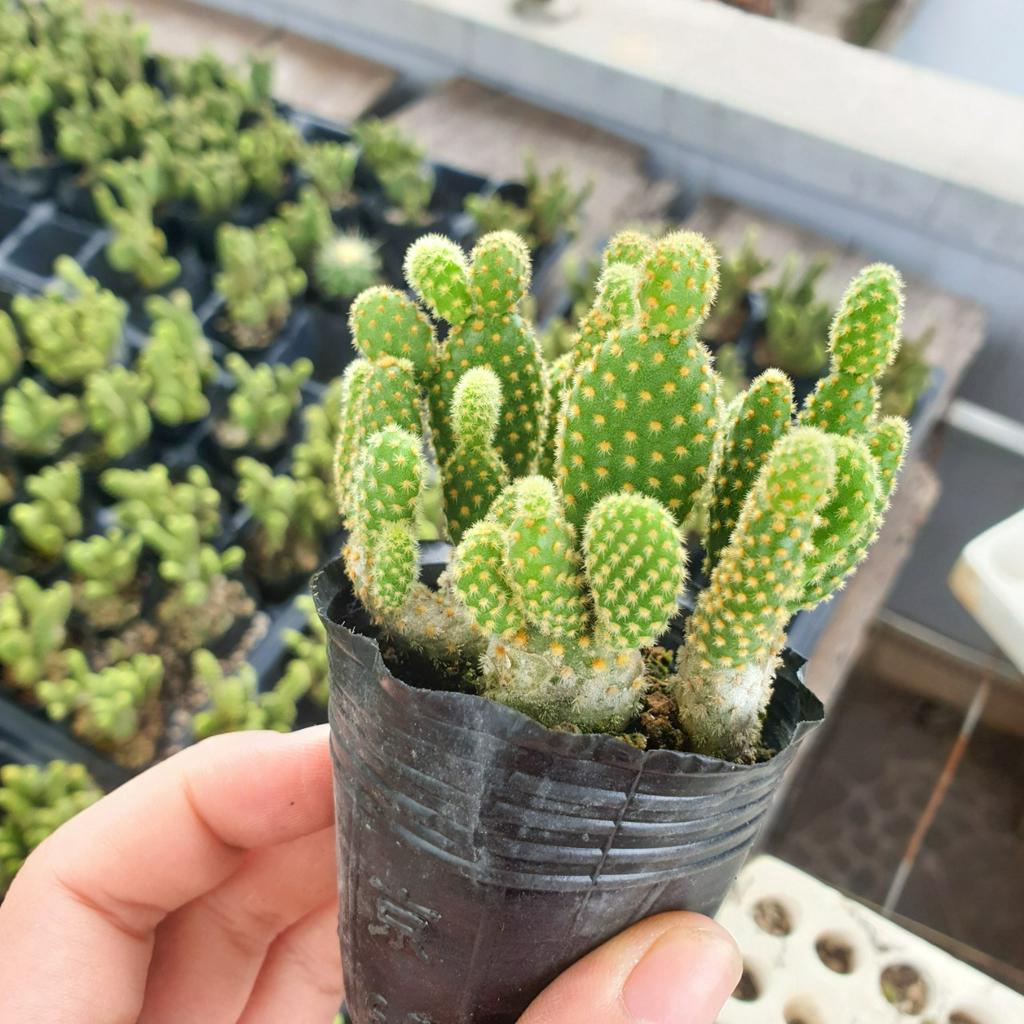 Xương rồng tai thỏ bụi nhỏ 🔥FREE SHIP🔥 Xuất xứ Đà Lạt, đã thuần khí hậu
