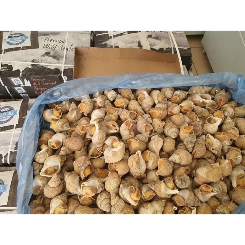 Ốc BULOT pháp 20-30con kg vĩ 500gr (giao tphcm)