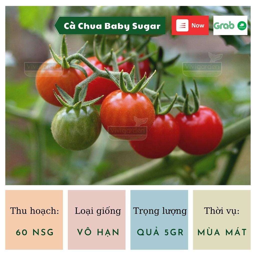 Combo 10 hạt giống cà chua bi Baby Sugar siêu ngọt giống nhập Mỹ với hương vị tuyệt vời