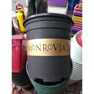Combo 5 chậu Mon 5gal giá rẻ