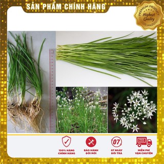 Hạt Giống Hẹ Ta Lucky seeds(10gr)