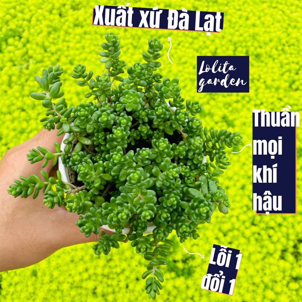 Sen đá sedum kẹo Đà Lạt size trung bình cây cảnh trang trí nhà cửa Lolita garden