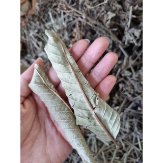 Lá xông sản phụ