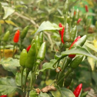 Hạt giống ớt xiêm rừng