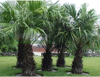 CÂY CỌ LÙN CẢNH SIÊU ĐẸP, THANH LỌC KHÔNG KHÍ VÀ MANG LẠI TÀI LỘC CHO GIA CHỦ