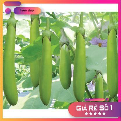 Hạt giống Cà xanh mỡ (0.5g)