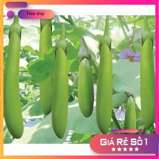 Hạt giống Cà xanh mỡ