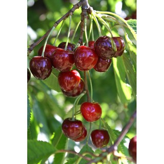 CÂY CHERRY MỸ 6 THÁNG RA HOA