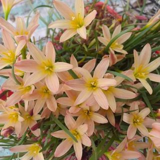 Huệ mưa Thái Lan sunset strain cho hoa liên tục