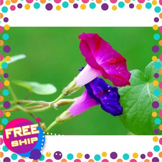 30 Hạt giống Bìm bìm mix (tặng gói Kích nẩy mầm và Hướng dẫn) TRỢ GIÁ KHUẾN MẠI TẾT