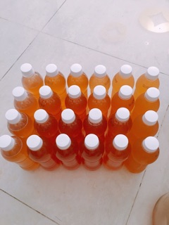 Trà Kombucha từ scoby- 980ml