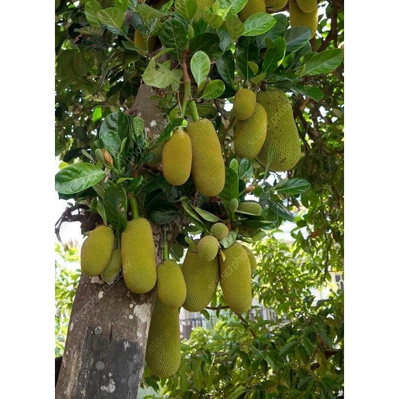 CÂY GIỐNG MÍT DAI TA