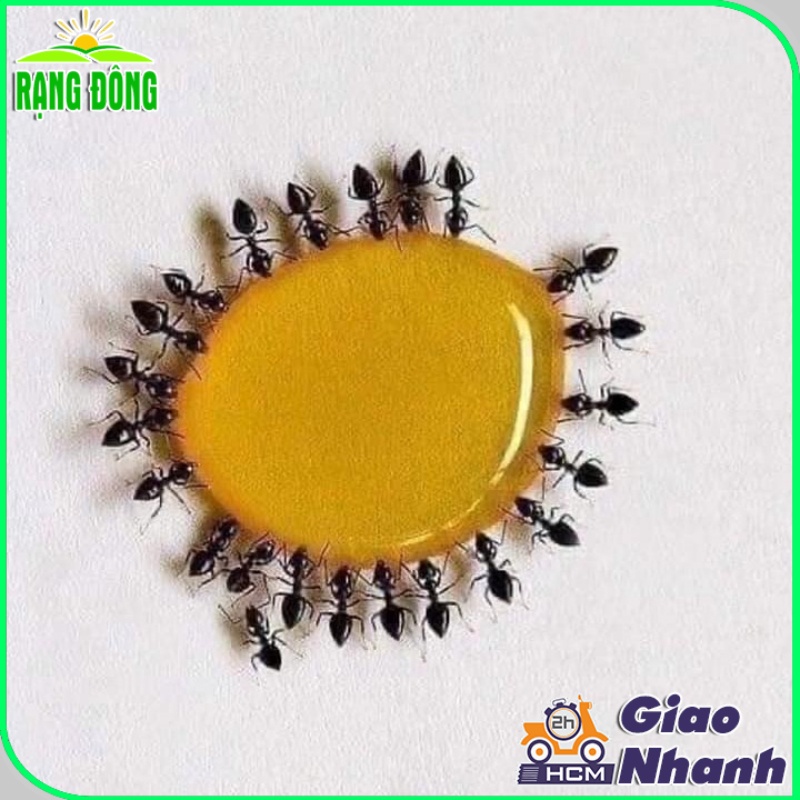 Thuốc Diệt Kiến Gián Sinh Học Tận Gốc, An Toàn, Không Độc Hại (chai 10ml) - Hạt giống Rạng Đông