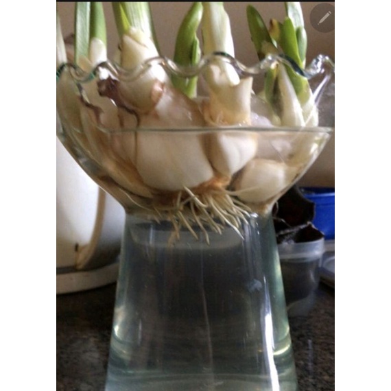 Ly đựng phật thủ, lọ thủy tinh trồng cây nuôi cá nha đam thủy canh,15cm x 15cm ⚡️BAO BỂ VỠ⚡️