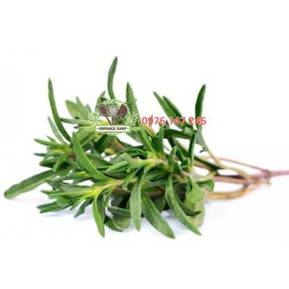 Cỏ xạ hương Thyme gói 10gr