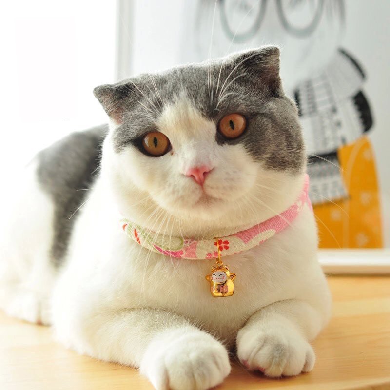 Vòng cổ cho mèo thần tài