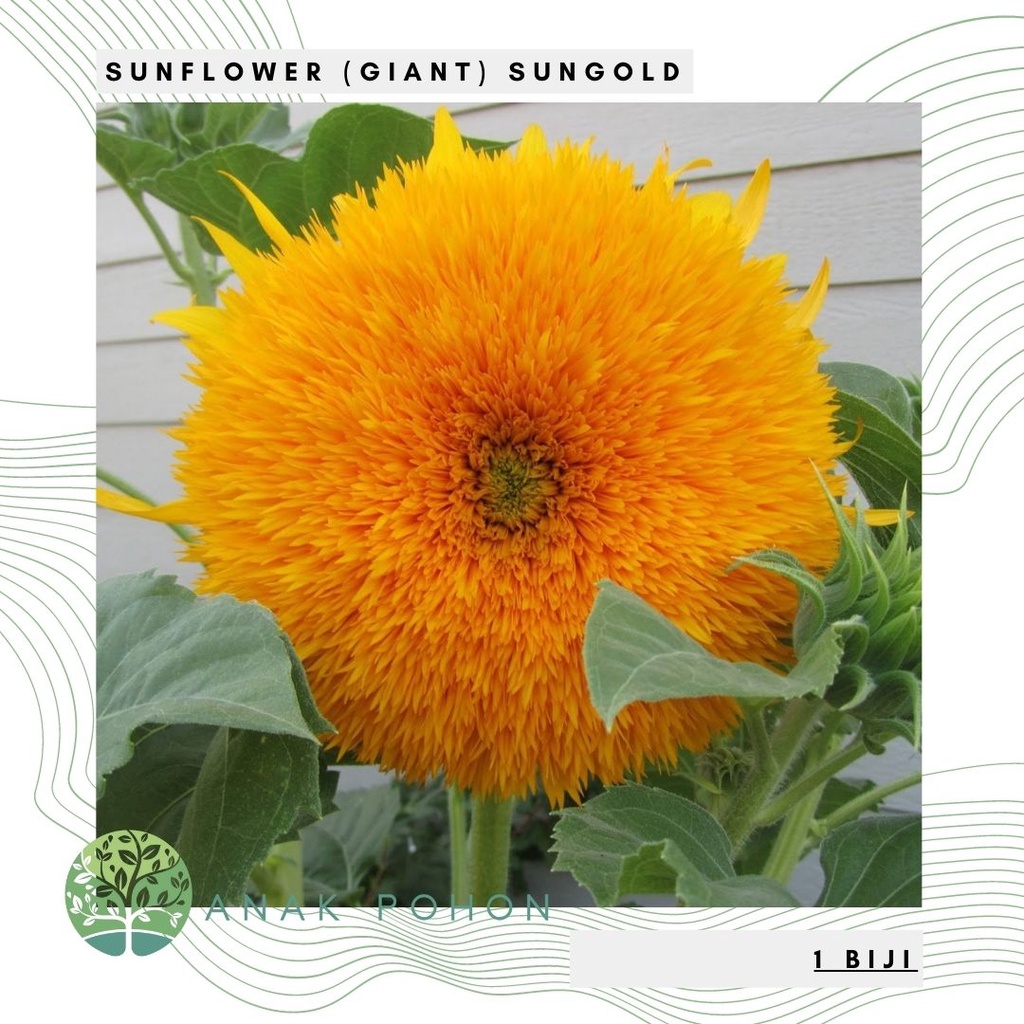 Hạt giống hướng dương Sunflower 20h