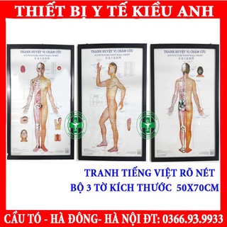 Tranh châm cứu huyệt vị 3 tờ - kích thước 50x70cm