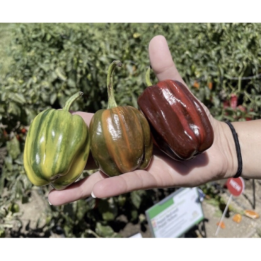 HẠT GIỐNG ỚT NGỌT CANDY CANE F1 GÓI 5 Hạt TÁCH