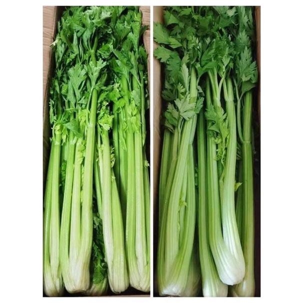 Giá sỉ tận gốc  Bột cần Tây sấy lạnh 500g xịn nhất