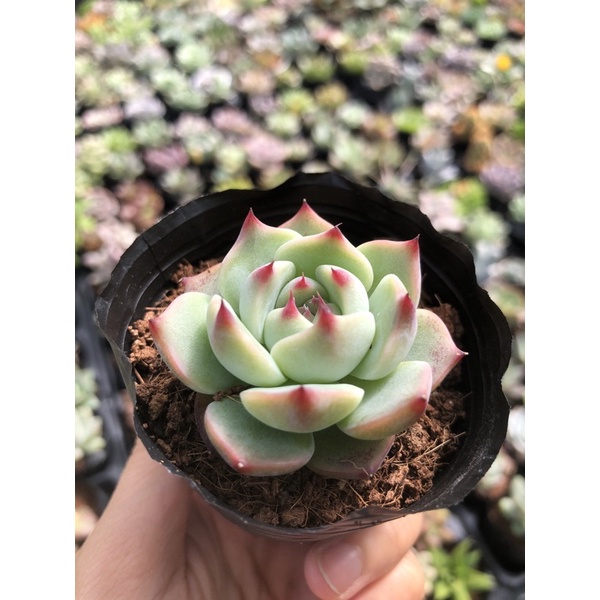 Sen Đá Bánh Bao Lửa Size Bầu 5-6Cm Hư 1 Đổi 1