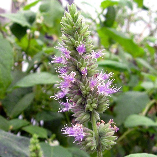 Tinh Dầu Hoắc Hương La champa Patchouli oil