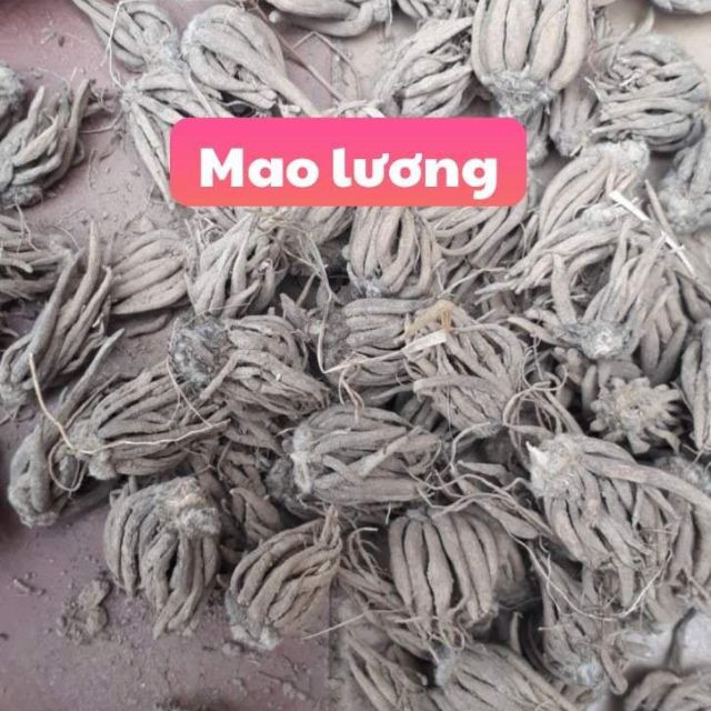 Củ giống hoa mao lương, gói 10 củ