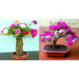 Mười giờ đỏ bon sai.tặng thêm 1 bó cành