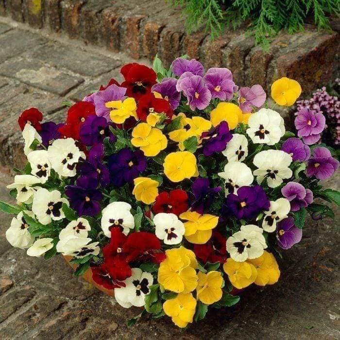 Hạt giống hoa Pansy mix màu.