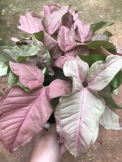 Trầu bà hồng - Syngonium pink