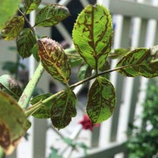 Chất bám dính sinh học NEEM CHITO 500ml