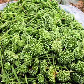 Nụ Hoa Tam Thất 100g