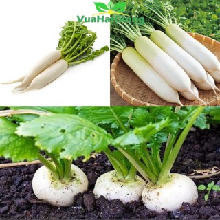 Hạt Giống Củ Cải Trắng Năng Suất Cao