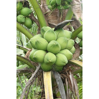 Cây giống Dừa Xiêm Dứa thơm