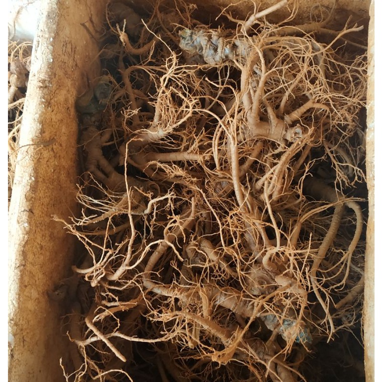 TAM THẤT SAPA củ tươi - TINH TÚY SAPA túi 0.5 kg - 1 kg