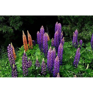 [Gói 100 Hạt] Hạt Giống Hoa Đậu Lupin (tặng kèm phân)