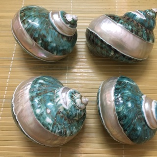 Vỏ ốc xà cừ xanh