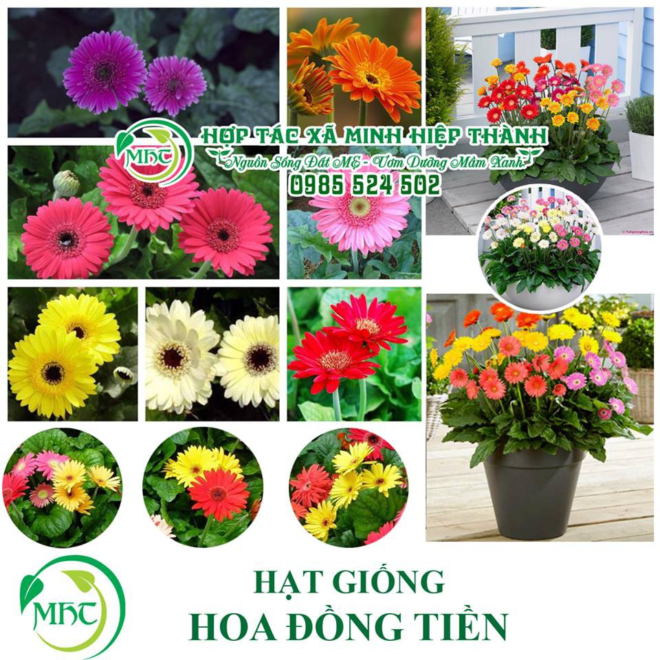 Hạt giống hoa đồng tiền