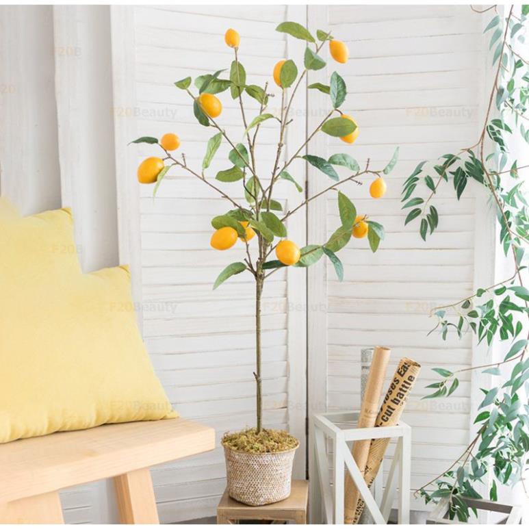 Cây chanh vàng mỹ eureka