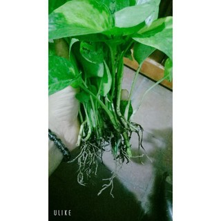 Trầu bà cẩm thạch