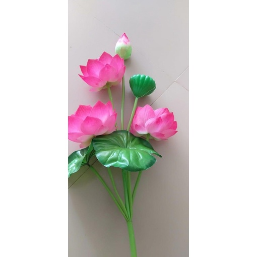Cây Hoa Sen Giả- Hoa S.ú.n.g- Sen Lụa.