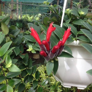 Cây lan son môi- Trang trí sân vườn- Decor-Phong thuỷ-Cây hoa kiểng Đồng Tháp