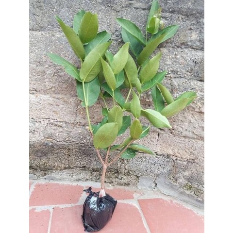 Cây Giống Roi Đường