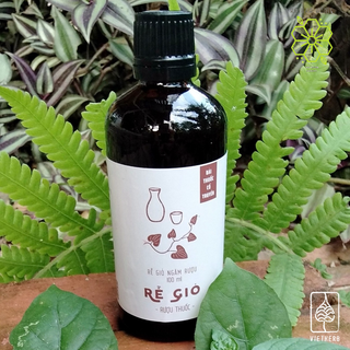Rễ gió 100ml VietHerb – Giúp tỉnh táo - Giảm đau nhức – Tiêu mỡ - Aristolochia contorta Bunge