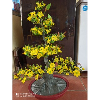 cây mai vàng đón tết