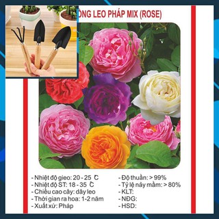 Hạt Giống Hoa Hồng Leo Mix 20 Hạt TẶNG BỘ LÀM VƯƠN MINI