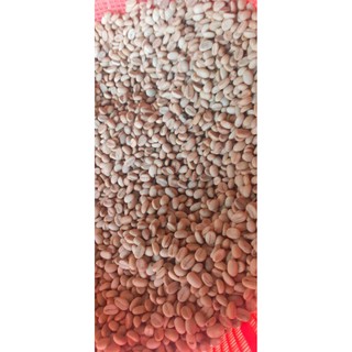 500gram hạt giống cà phê TR4