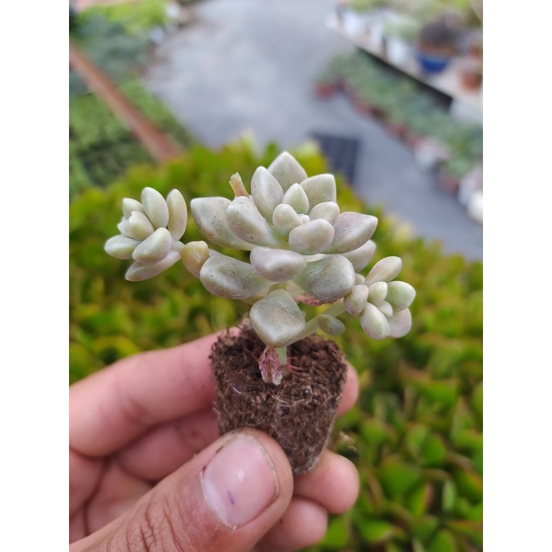 SEN ĐÁ KIM TUYẾN ĐÀ LẠT SIZE MINI 🍄 HƯ 1 ĐỔI 1 ❄️ SIÊU CUTE