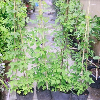 Cây đậu biếc trưởng thành đã ra hoa